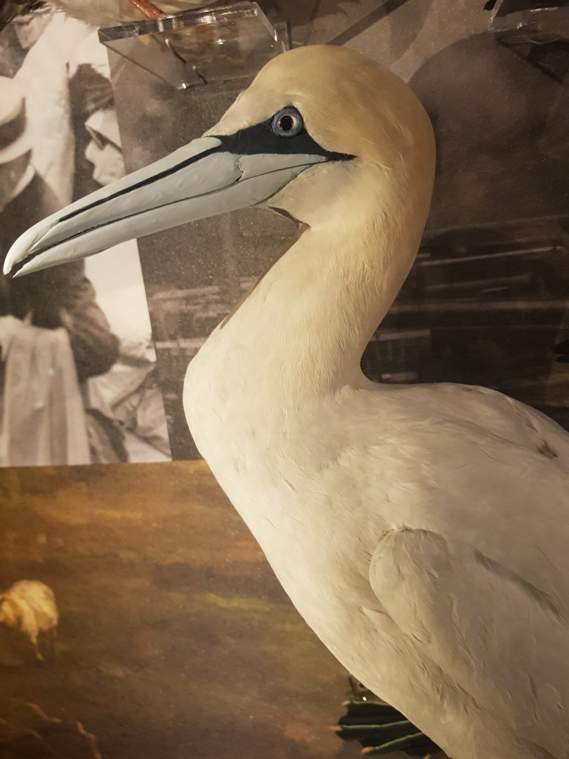 Northern Gannet Taxidermy