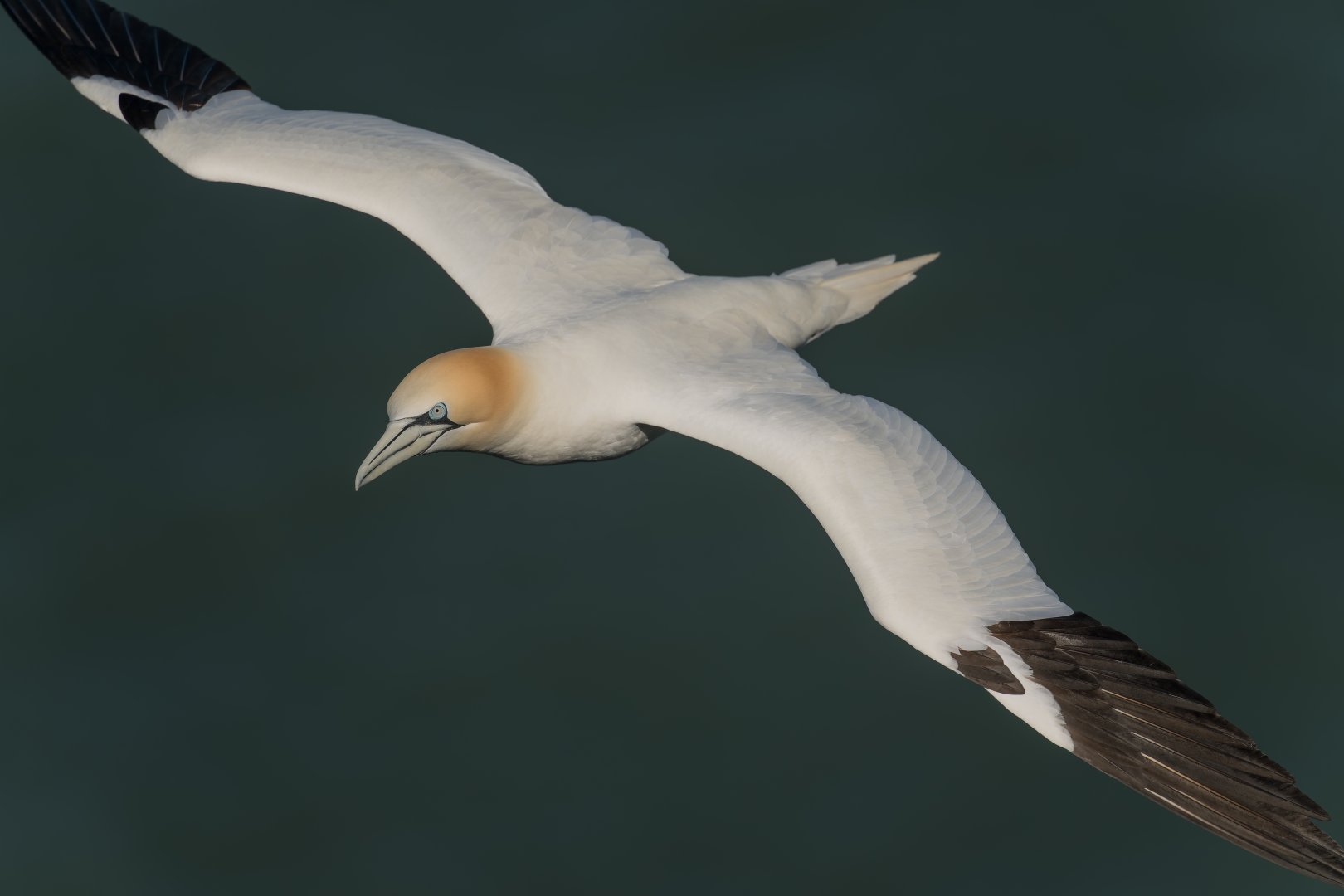 Northern Gannet (wild) UK