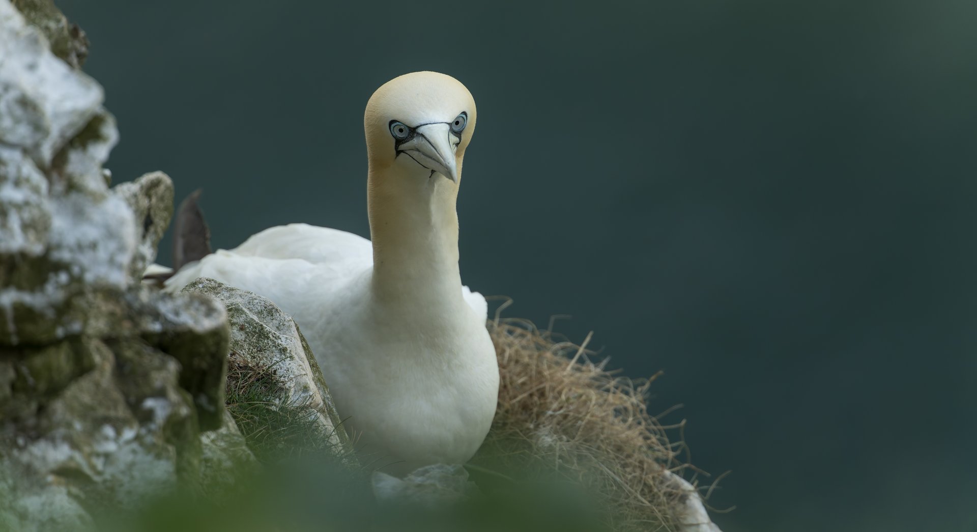 Northern Gannet (wild) UK