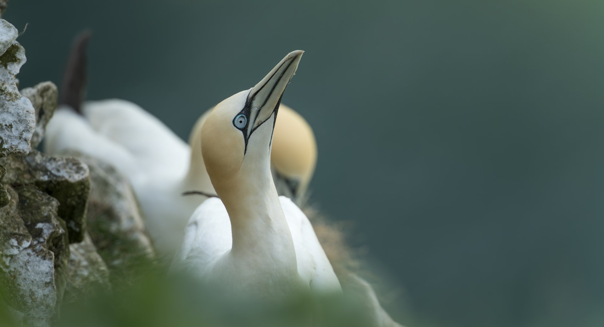 Northern Gannet (wild) UK