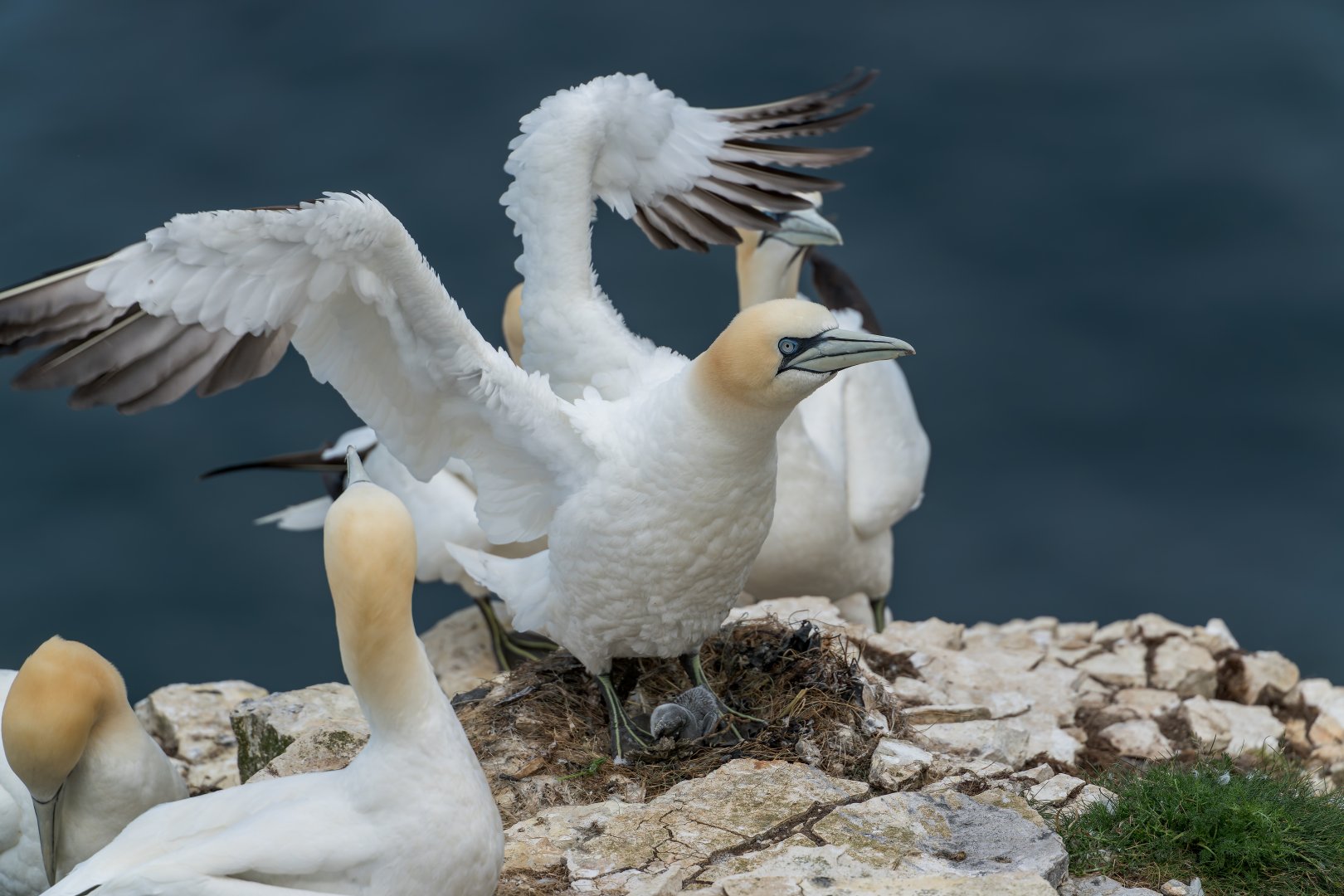 Northern Gannet (wild) UK