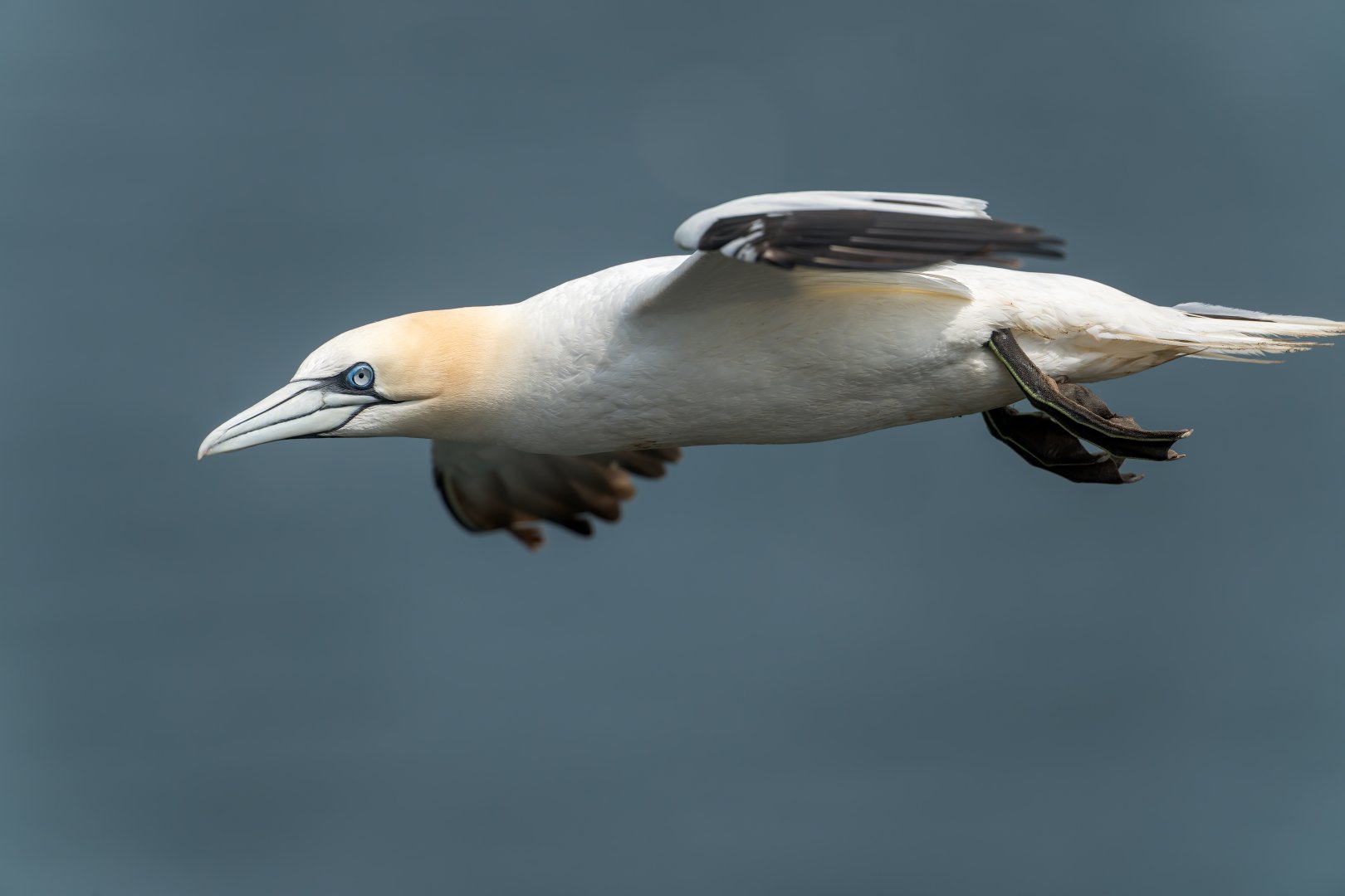 Northern Gannet (wild) UK
