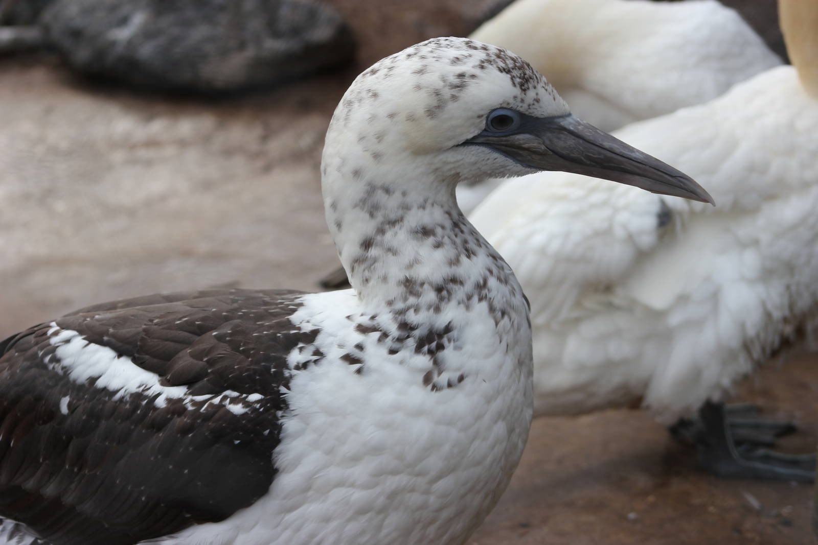 Northern gannet youngster