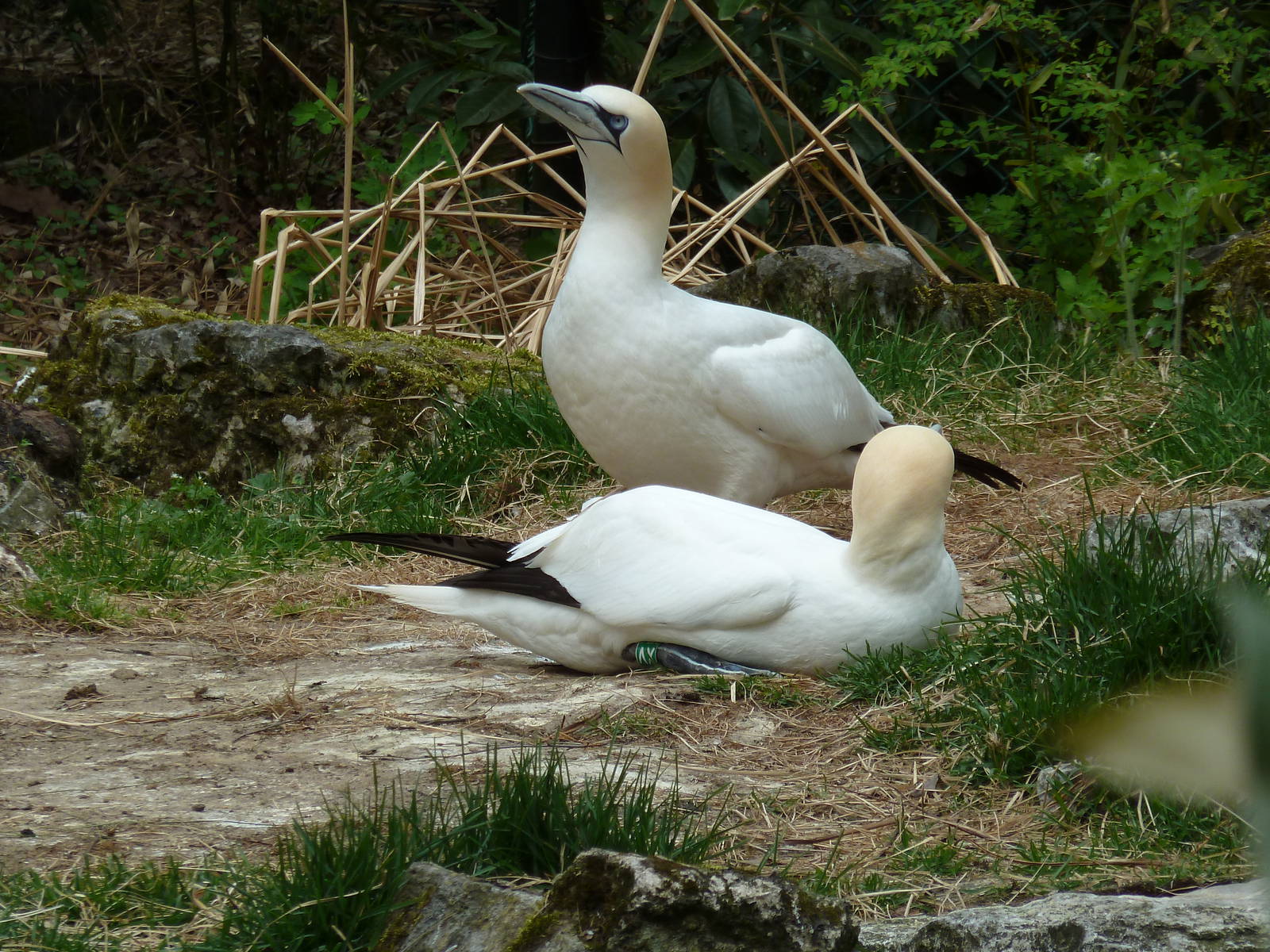 Northern Gannet