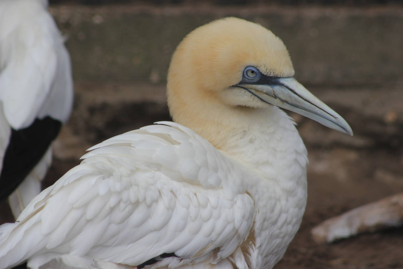 Northern gannet