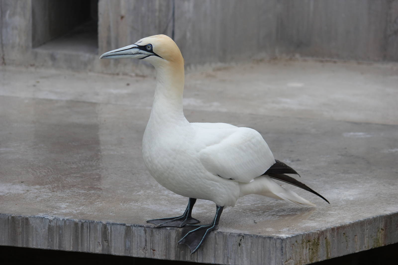 Northern gannet