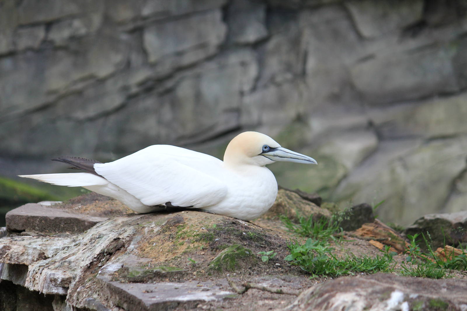 Northern gannet