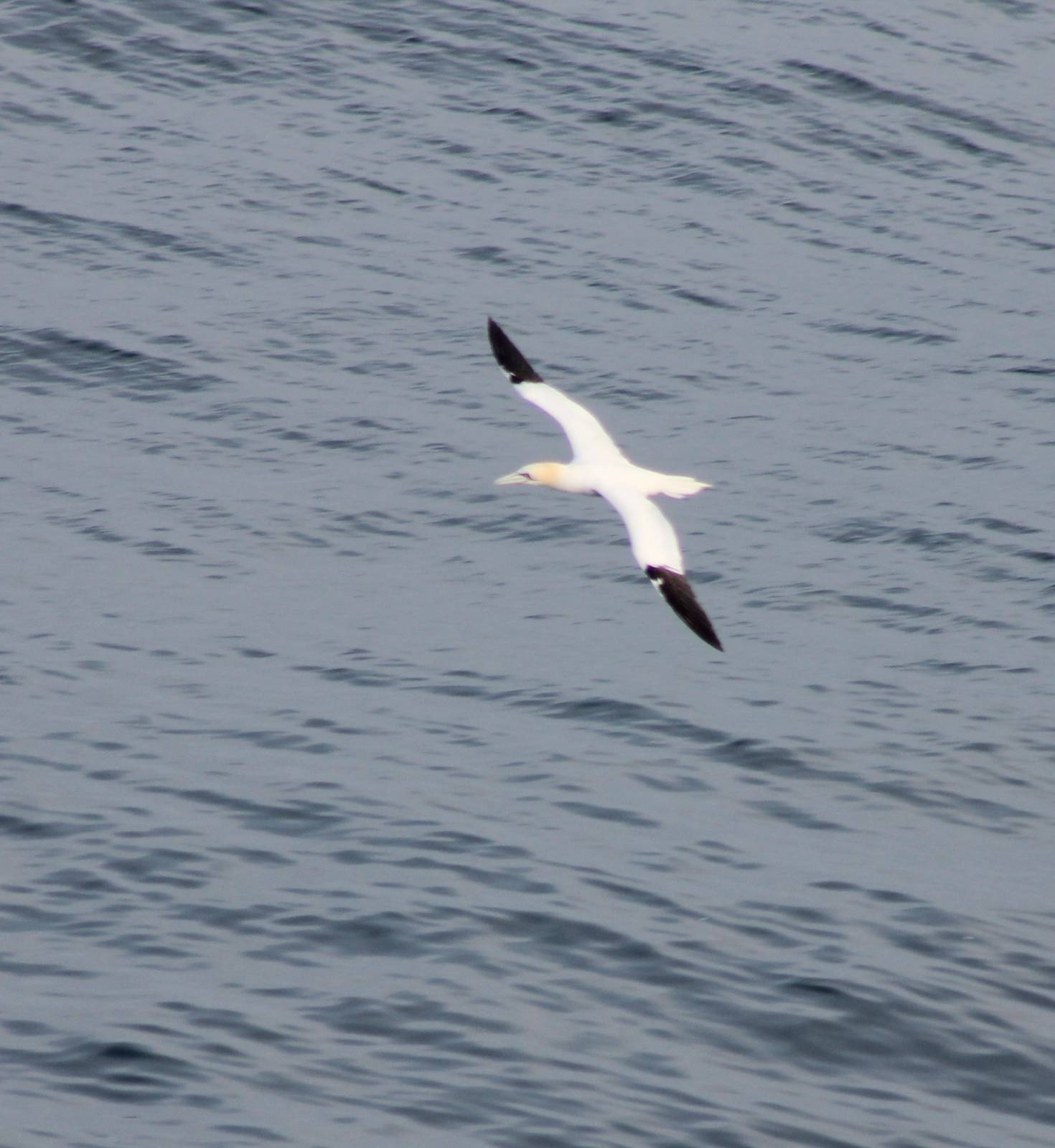 Northern gannet