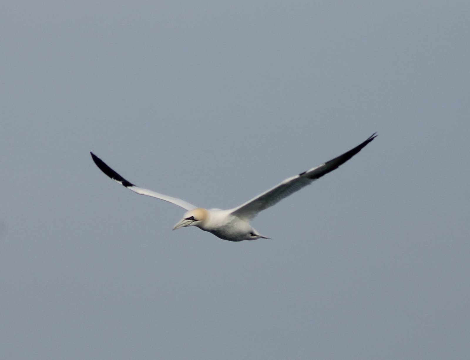 Northern gannet