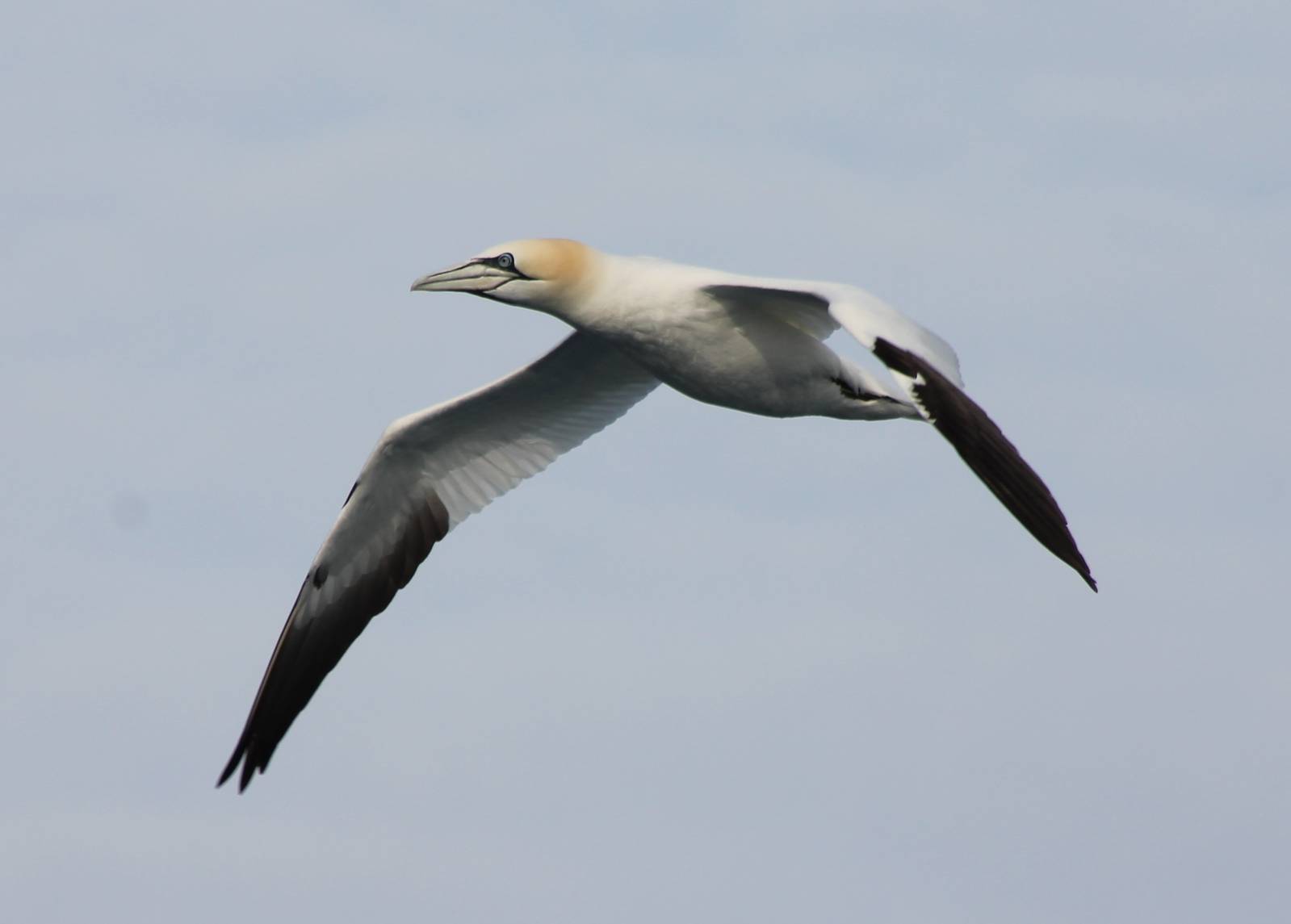 Northern gannet