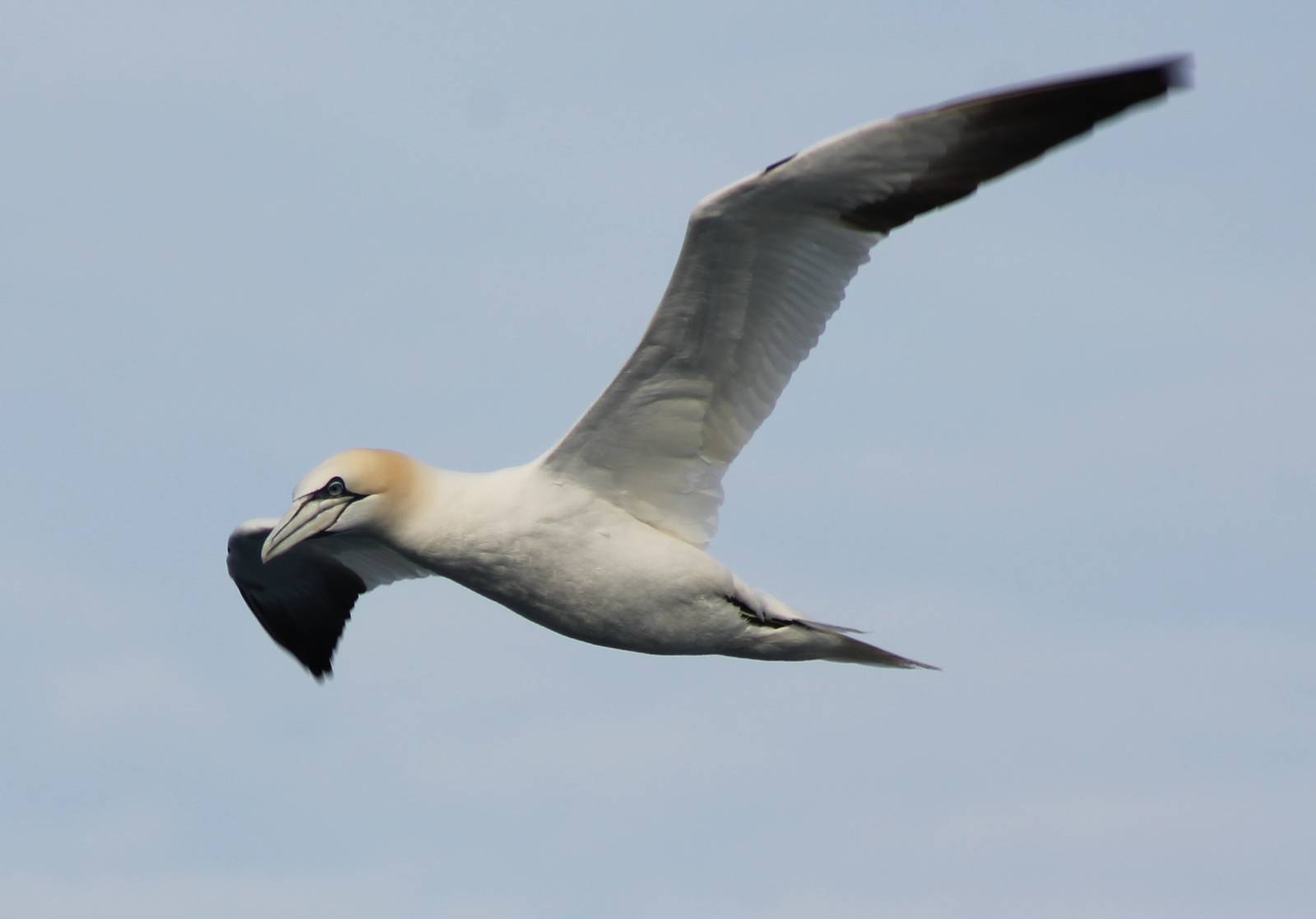 Northern gannet