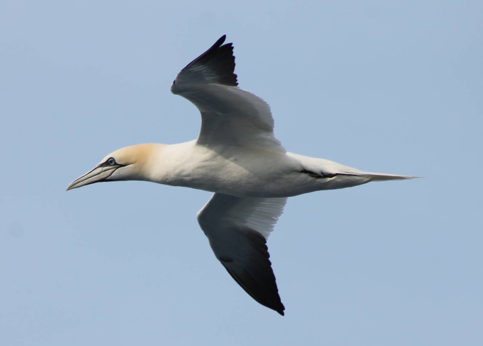 Northern gannet