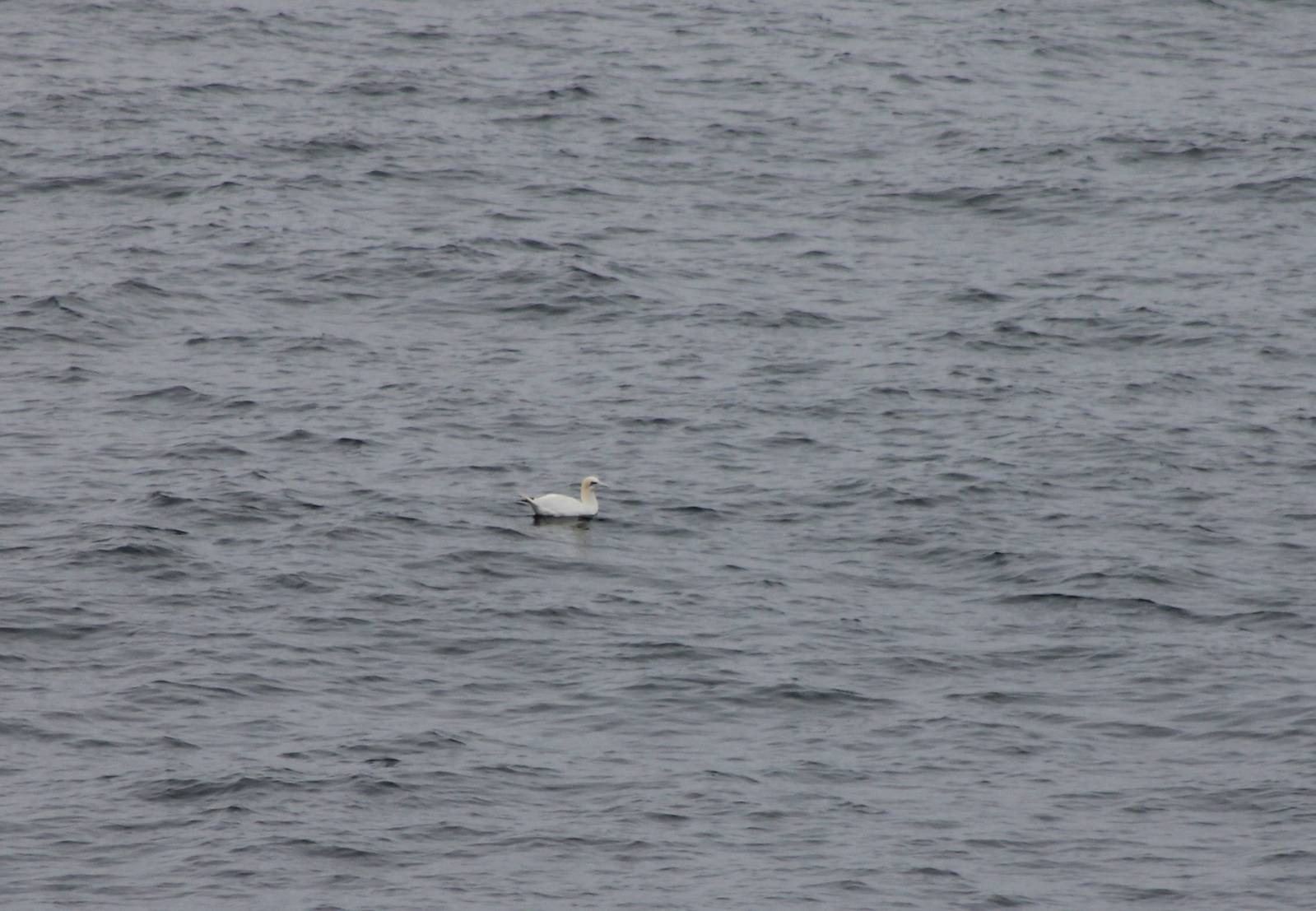 Northern gannet