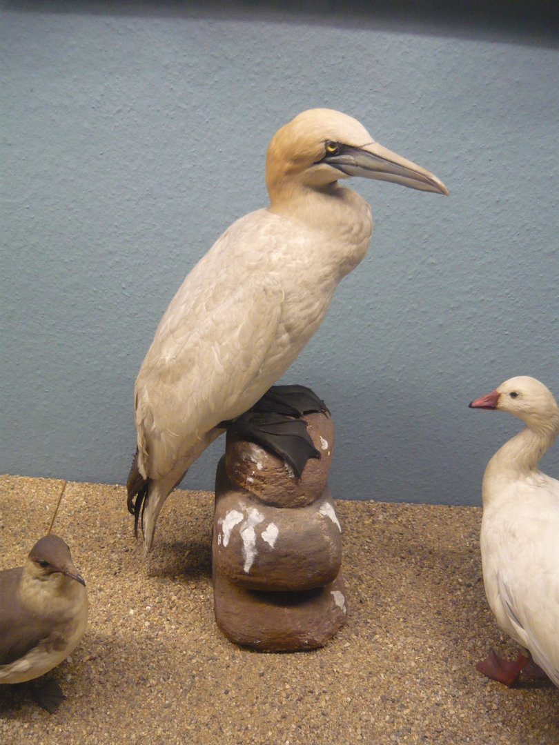 Northern gannet