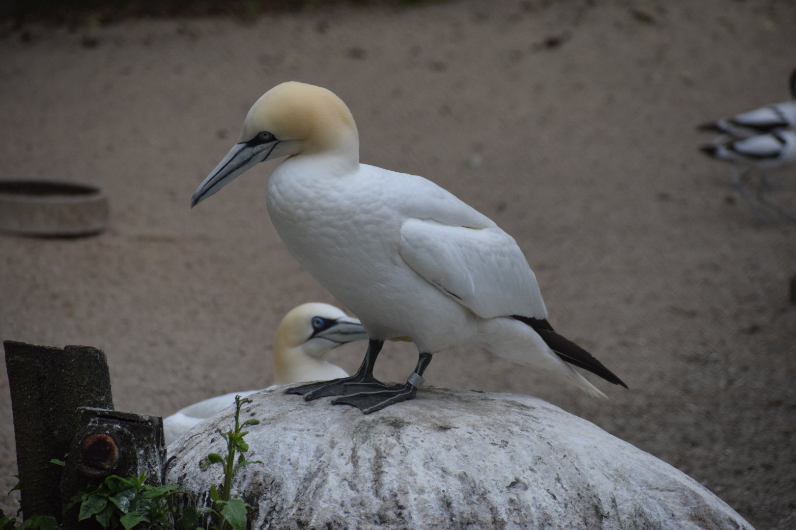 Northern gannet