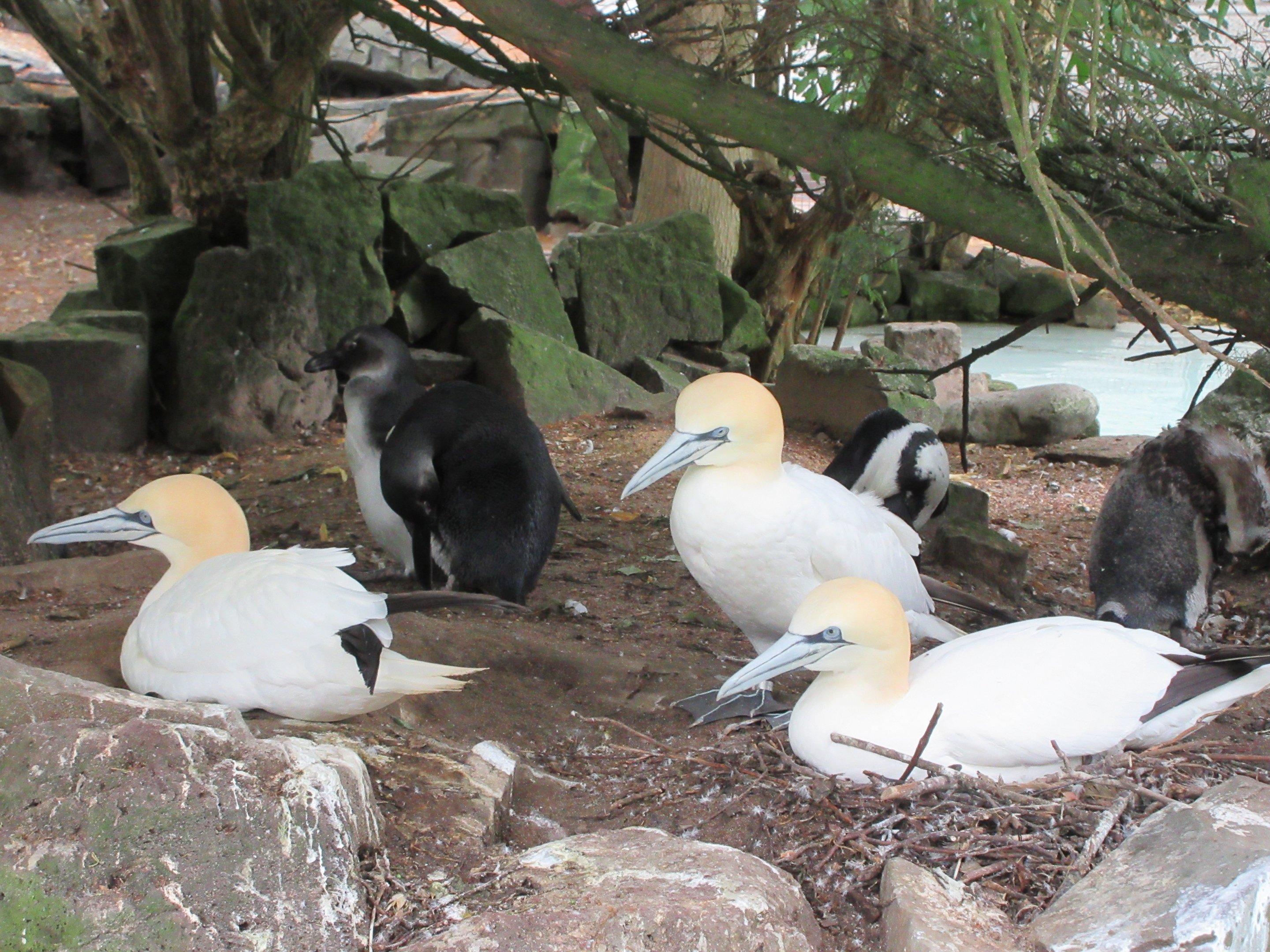 Northern Gannets + African Penguins
