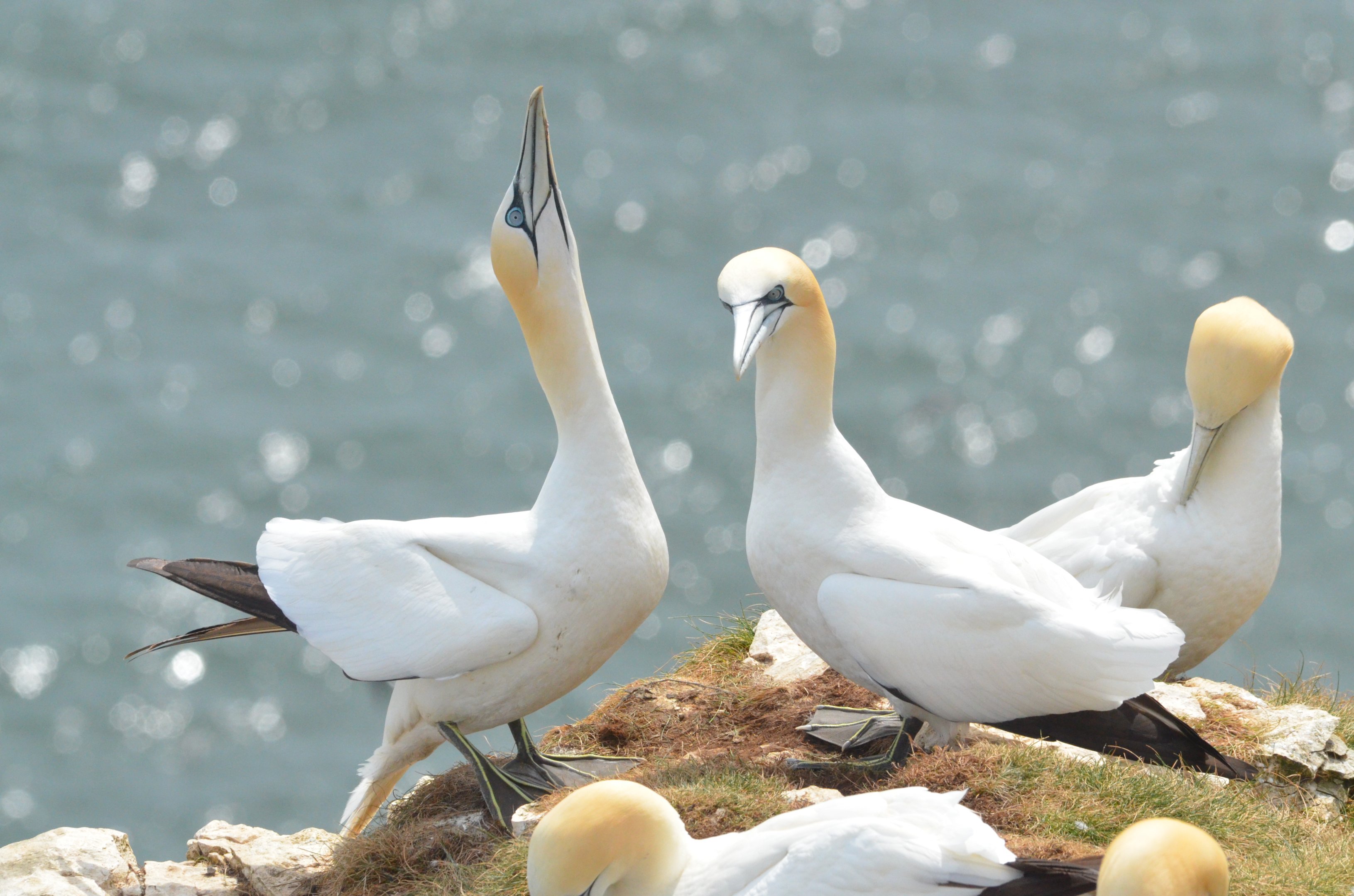 Northern Gannets at Bempton Cliffs, 22/05/17