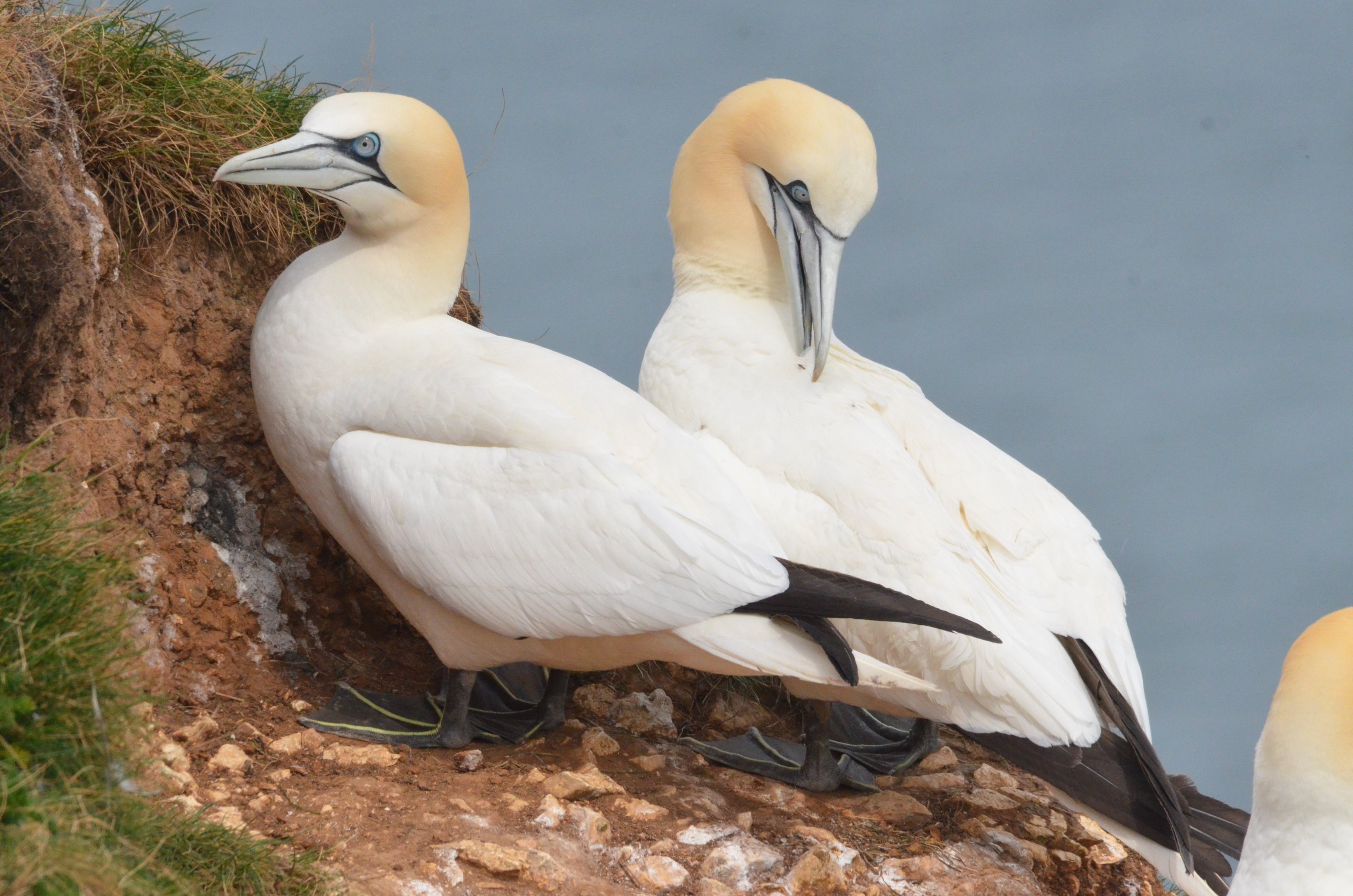 Northern Gannets at Bempton Cliffs, 22/05/17