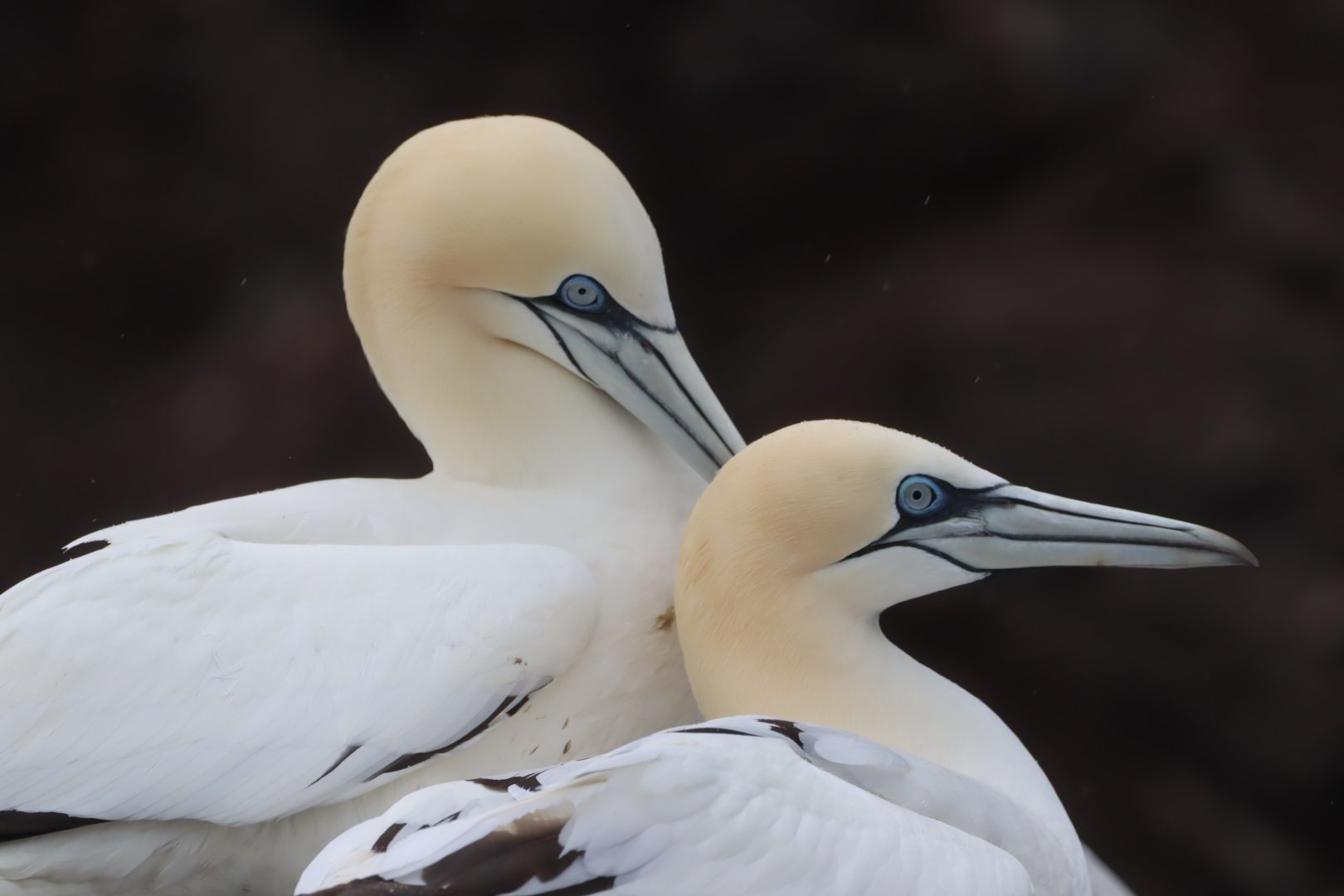 Northern Gannets, Bass Rock