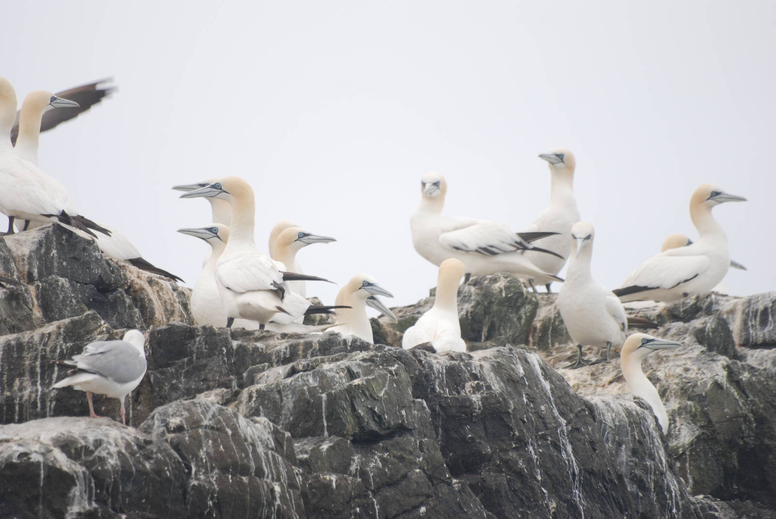 Northern Gannets - Grassholm, 01/08/11