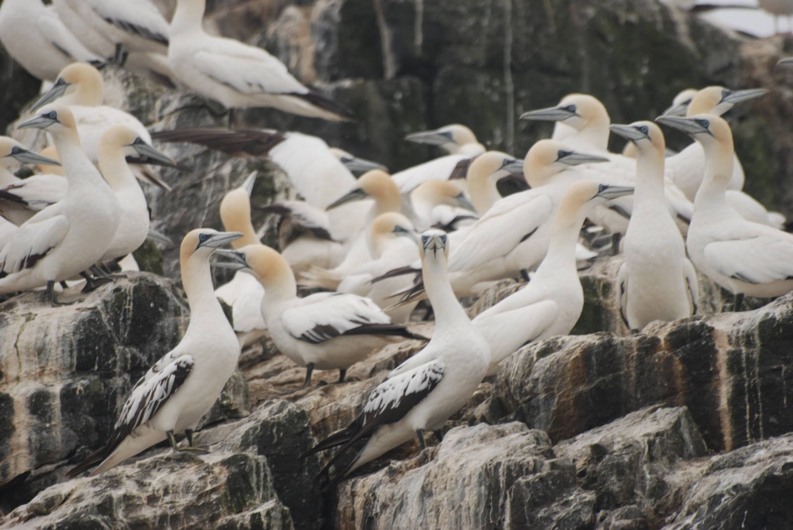 Northern Gannets - Grassholm, 01/08/11