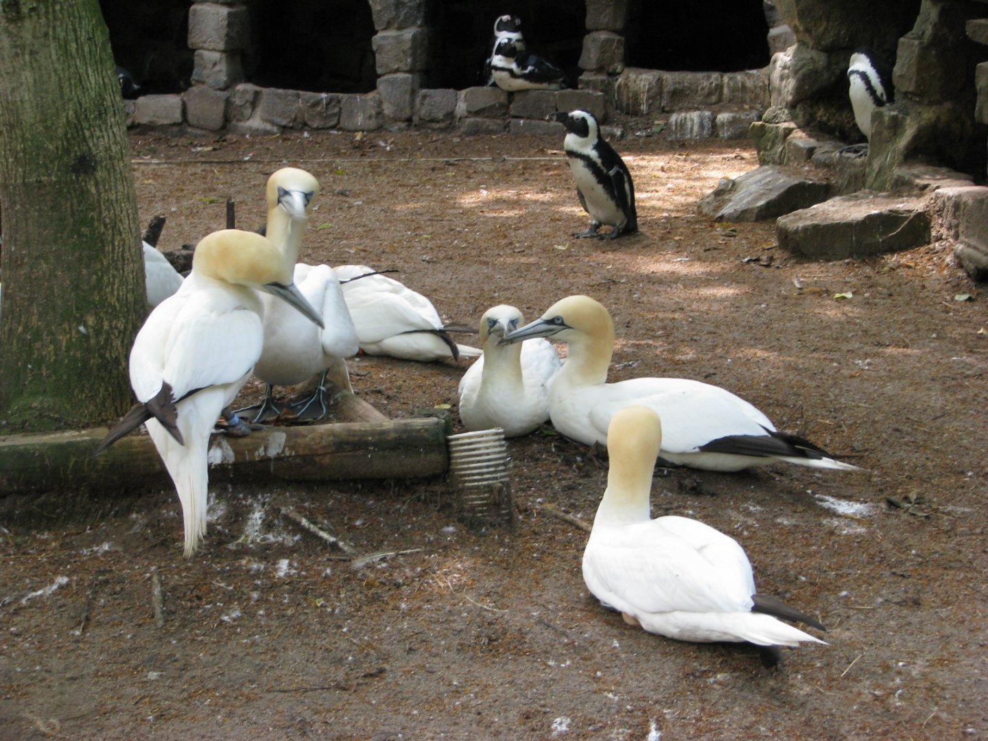Northern gannets - July 2012