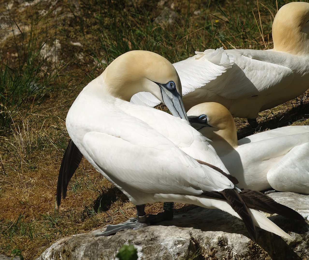 Northern gannets (Morus bassanus), 2010-07-24