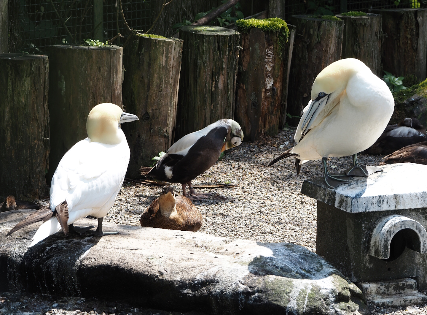 Northern gannets (Morus bassanus) and Spectacled eider (Somateria fischeri), 2024-05-23