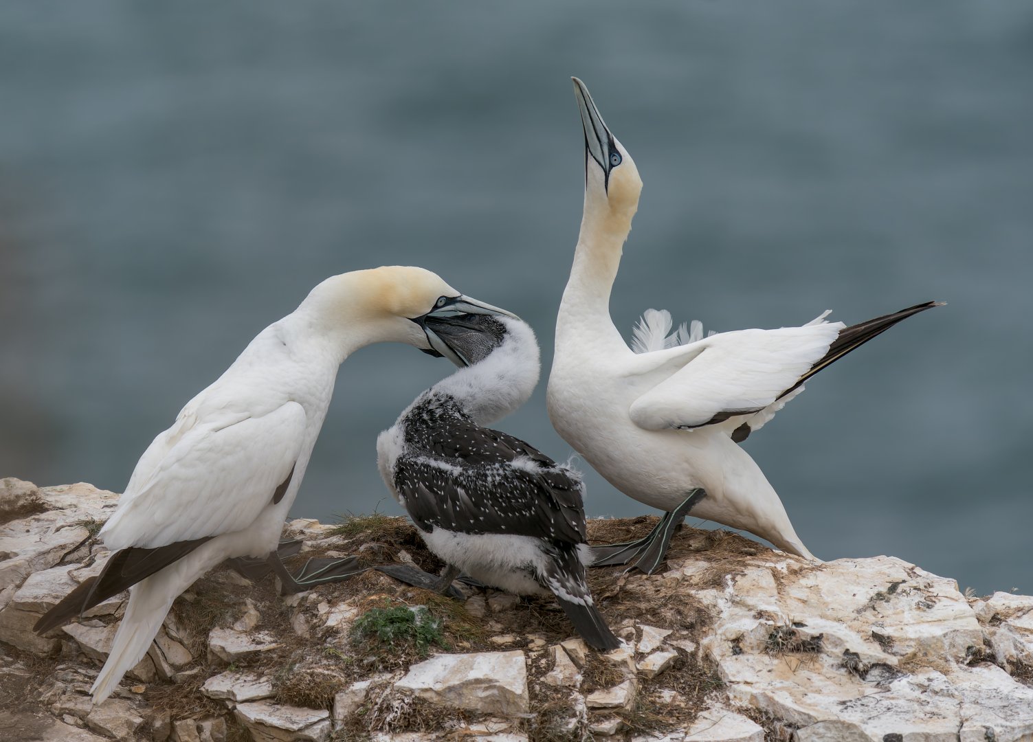Northern Gannets (wild) UK