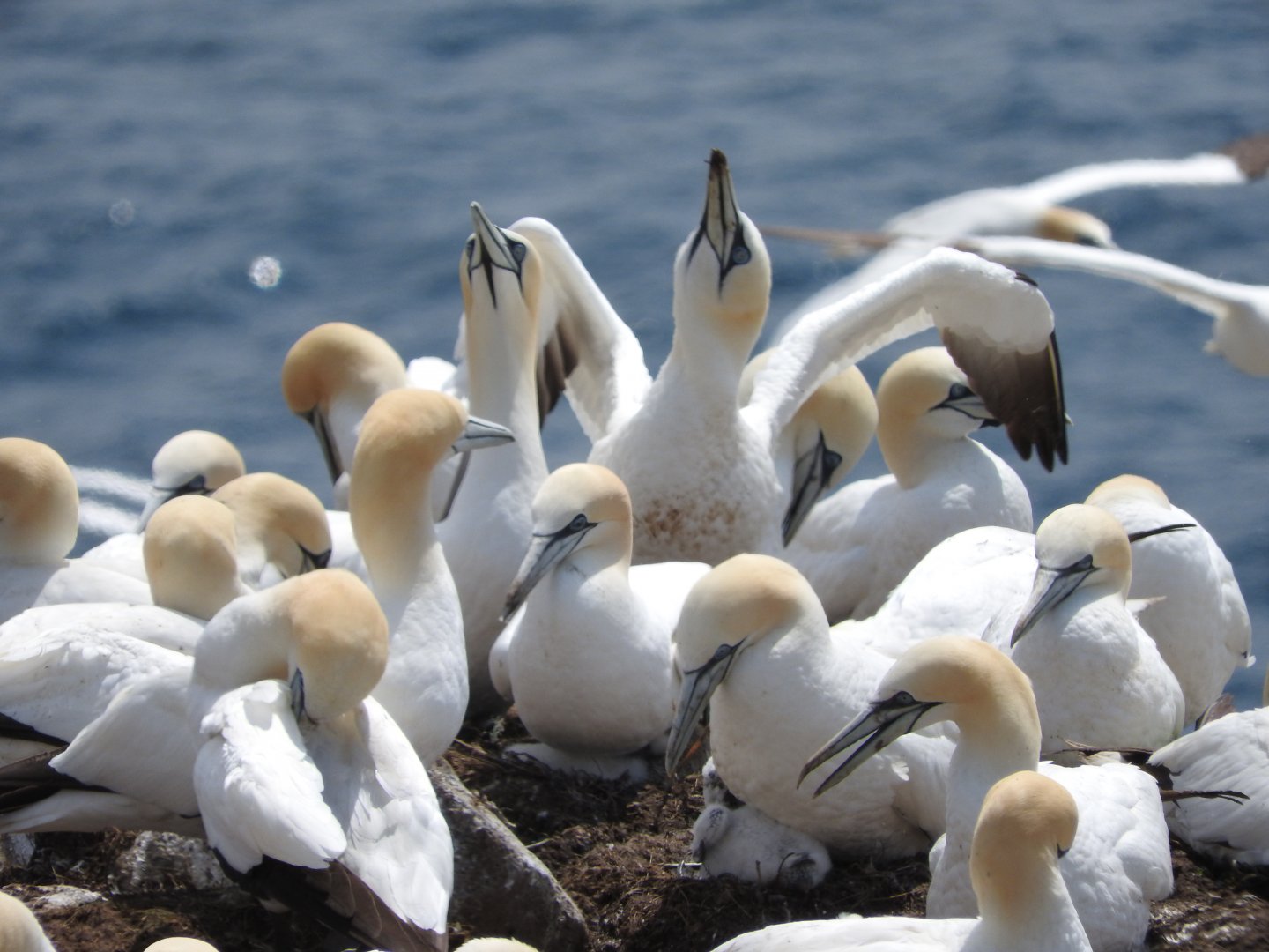 Northern Gannets