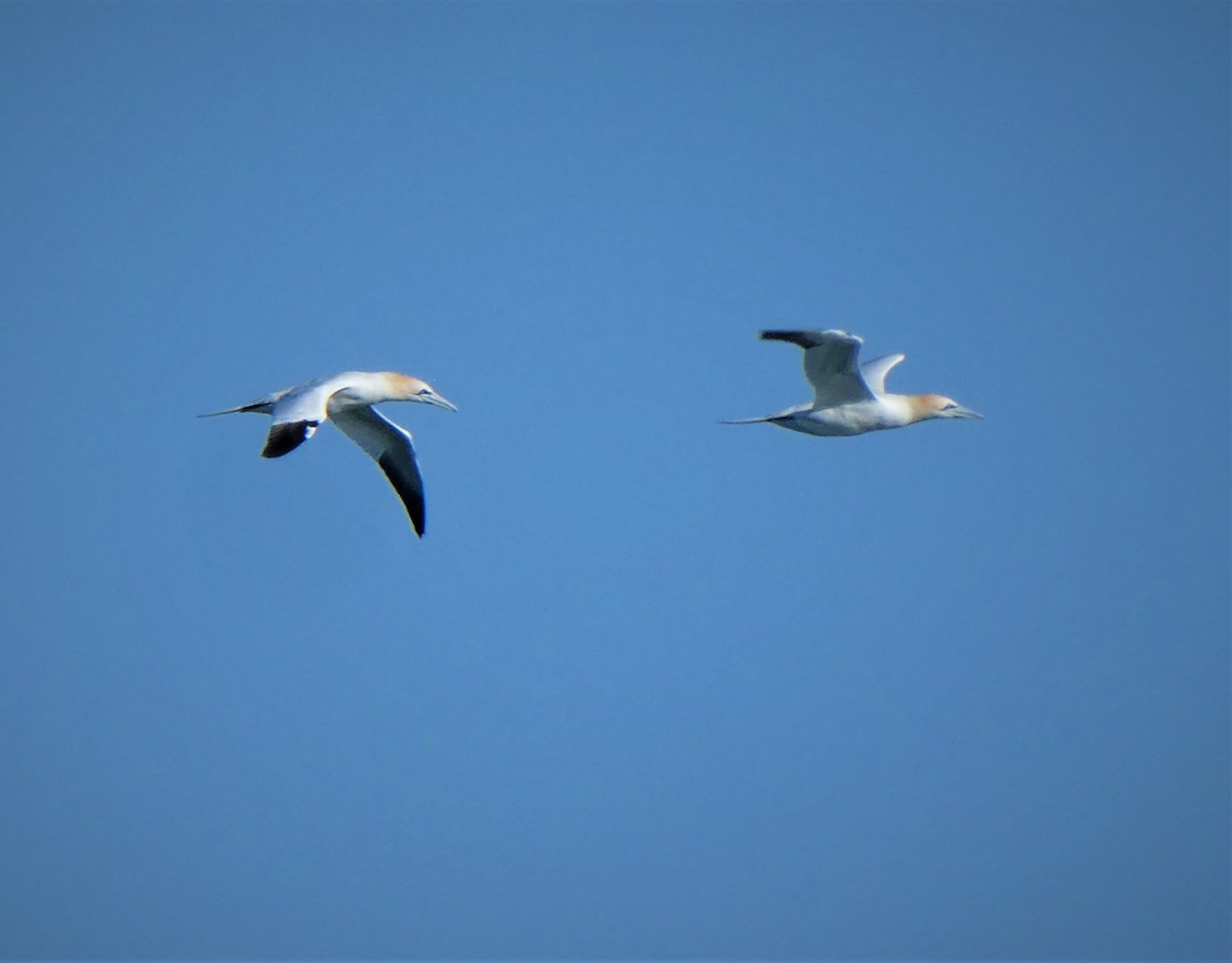 Northern Gannets