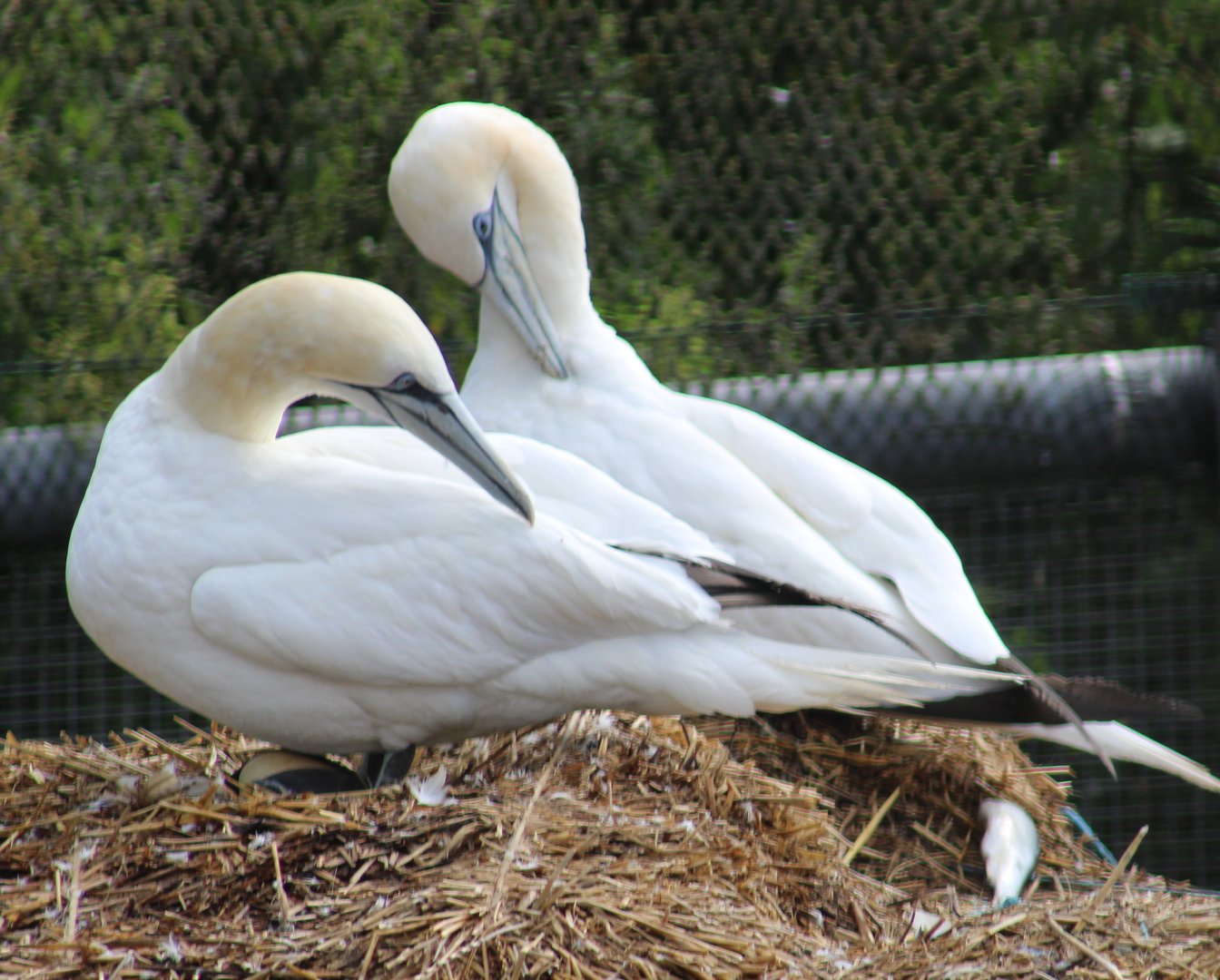 Northern gannets