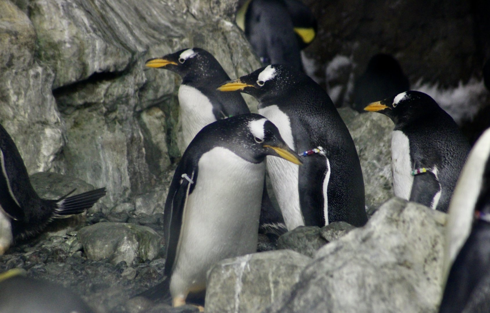 Northern Gentoo Penguins (Pygoscelis papua papua)