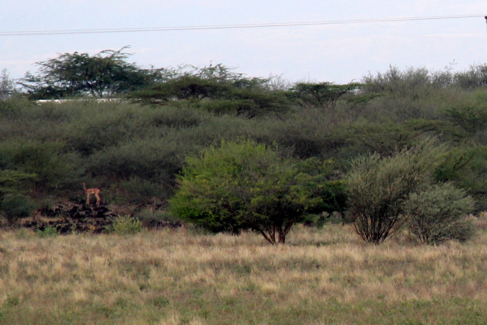 Northern gerenuk or Sclater's gazelle (Litocranius walleri sclateri)