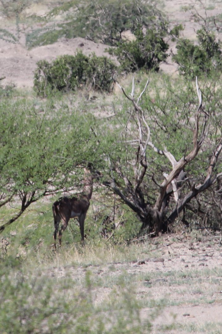 Northern gerenuk or Sclater's gazelle (Litocranius walleri sclateri)