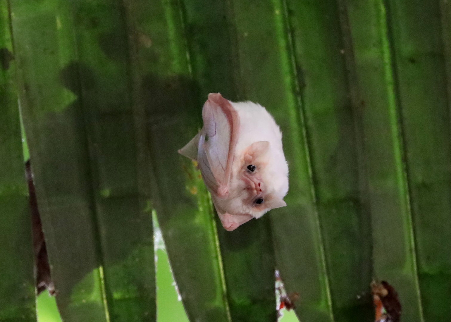 northern ghost bat (Diclidurus albus)