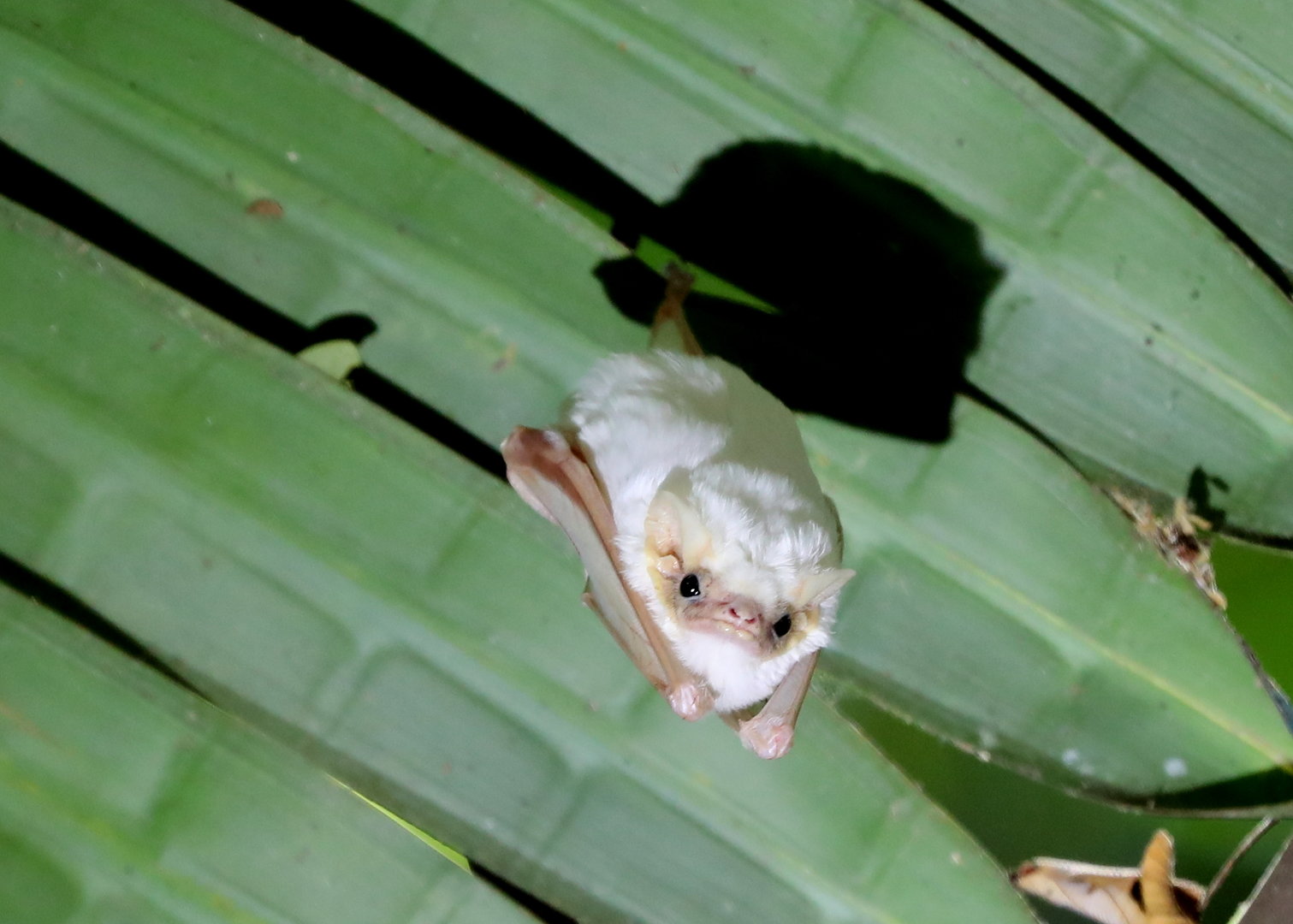 northern ghost bat (Diclidurus albus)
