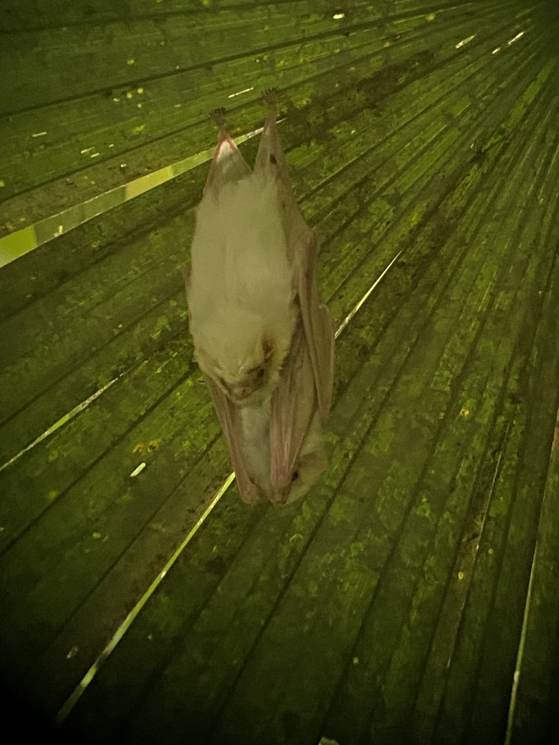 Northern Ghost Bat (Diclidurus albus)