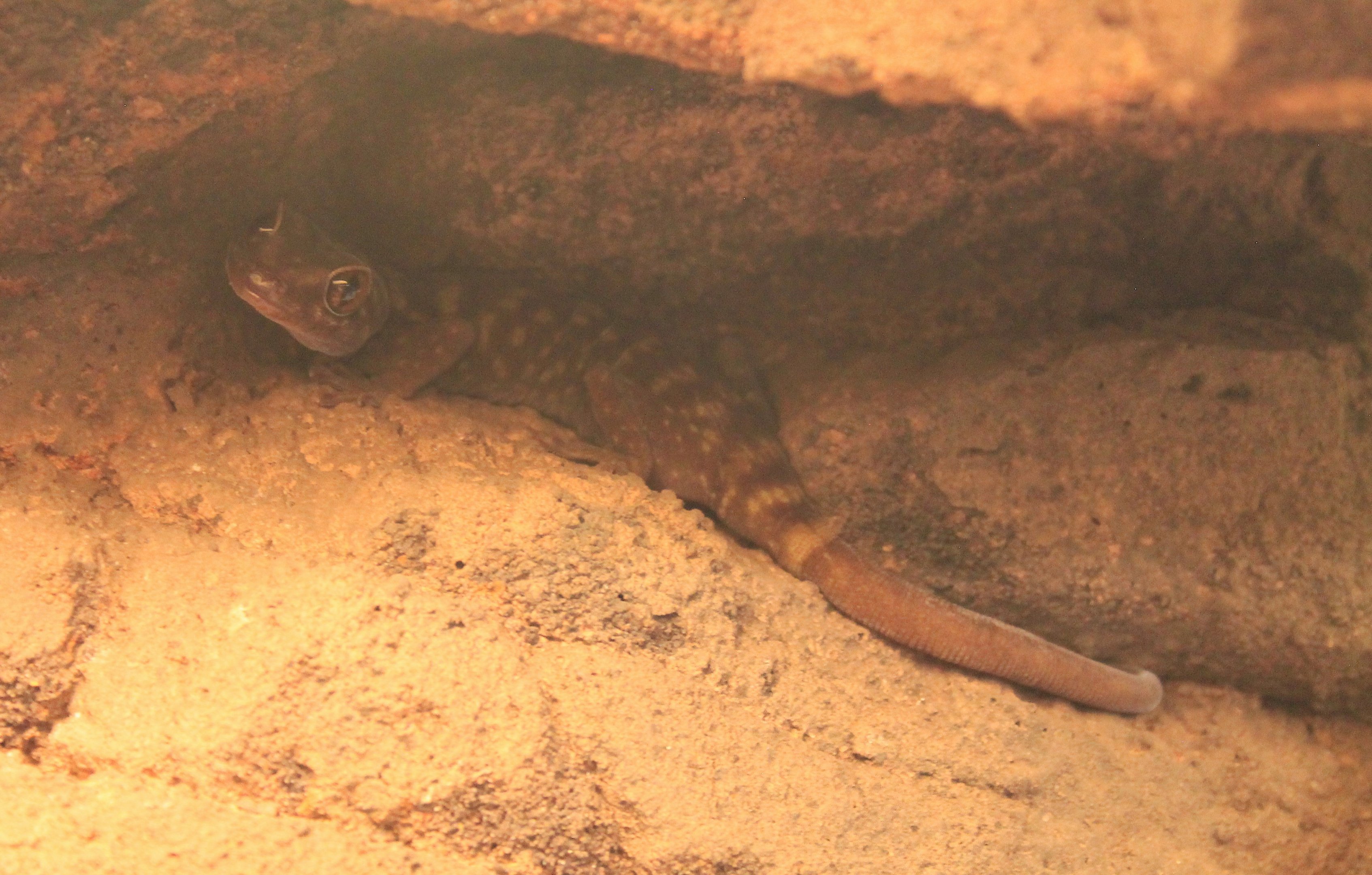 Northern Giant Cave Gecko (Pseudothecadactylus lidneri)