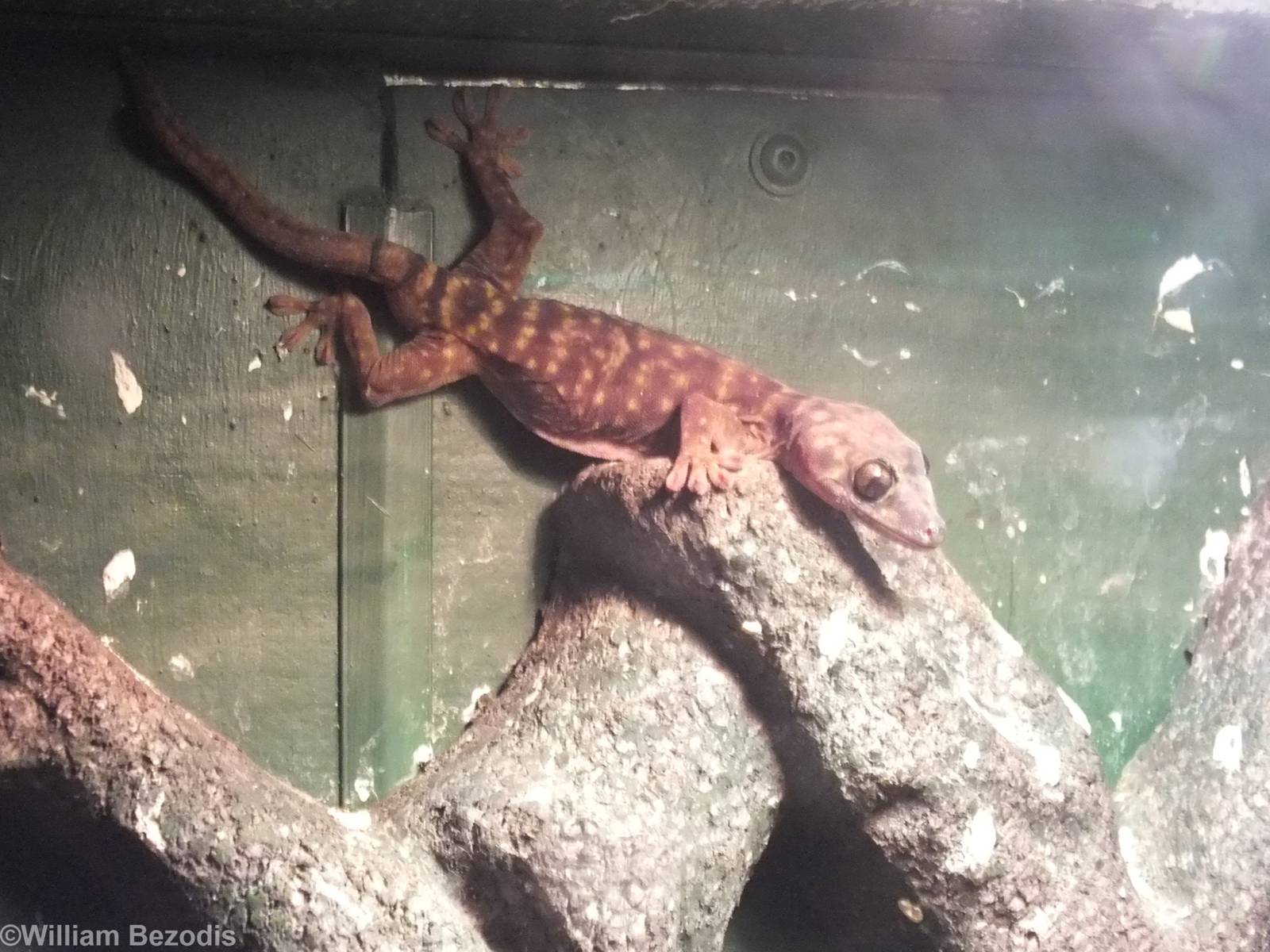 Northern Giant Cave Gecko