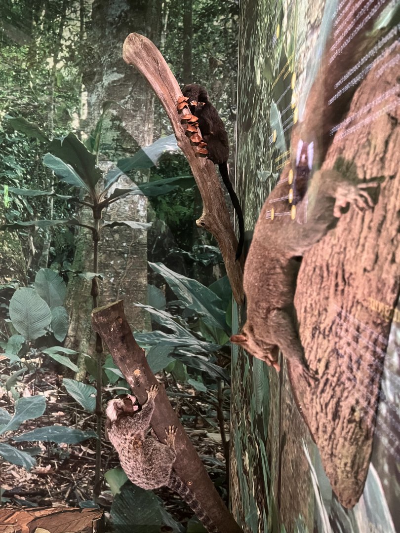 Northern giant mouse  lemur, common marmoset and goeldi 1.8.25