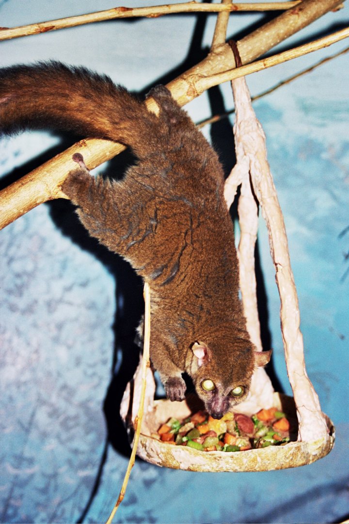 northern giant mouse lemur (Mirza zaza)