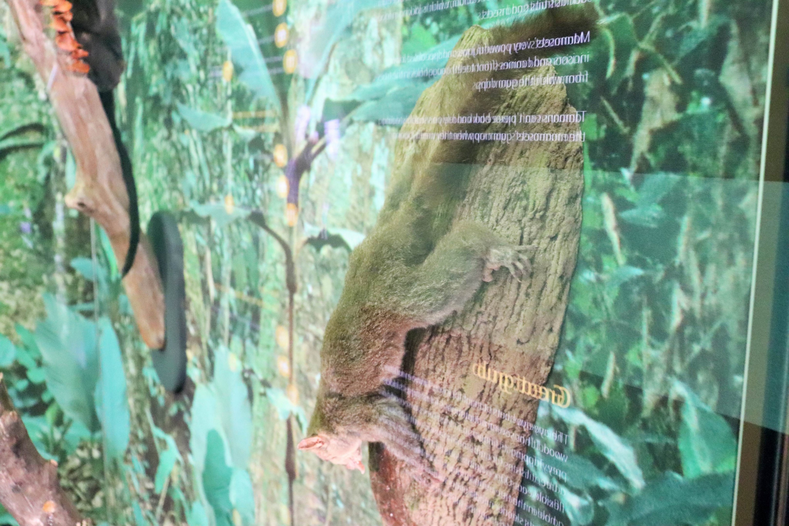 Northern Giant Mouse Lemur (Mirza zaza)