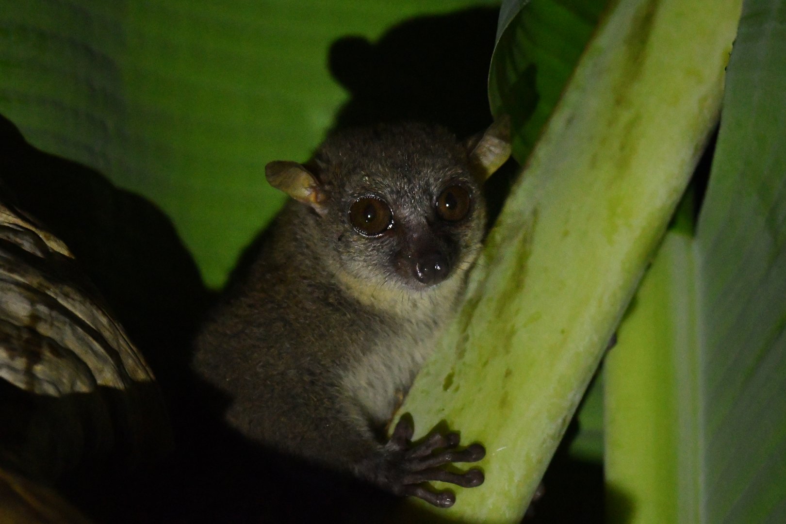Northern giant mouse lemur (Mirza zaza)