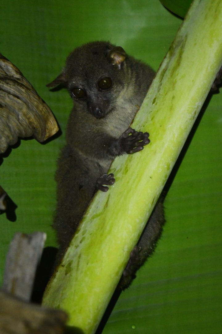 Northern giant mouse lemur (Mirza zaza)
