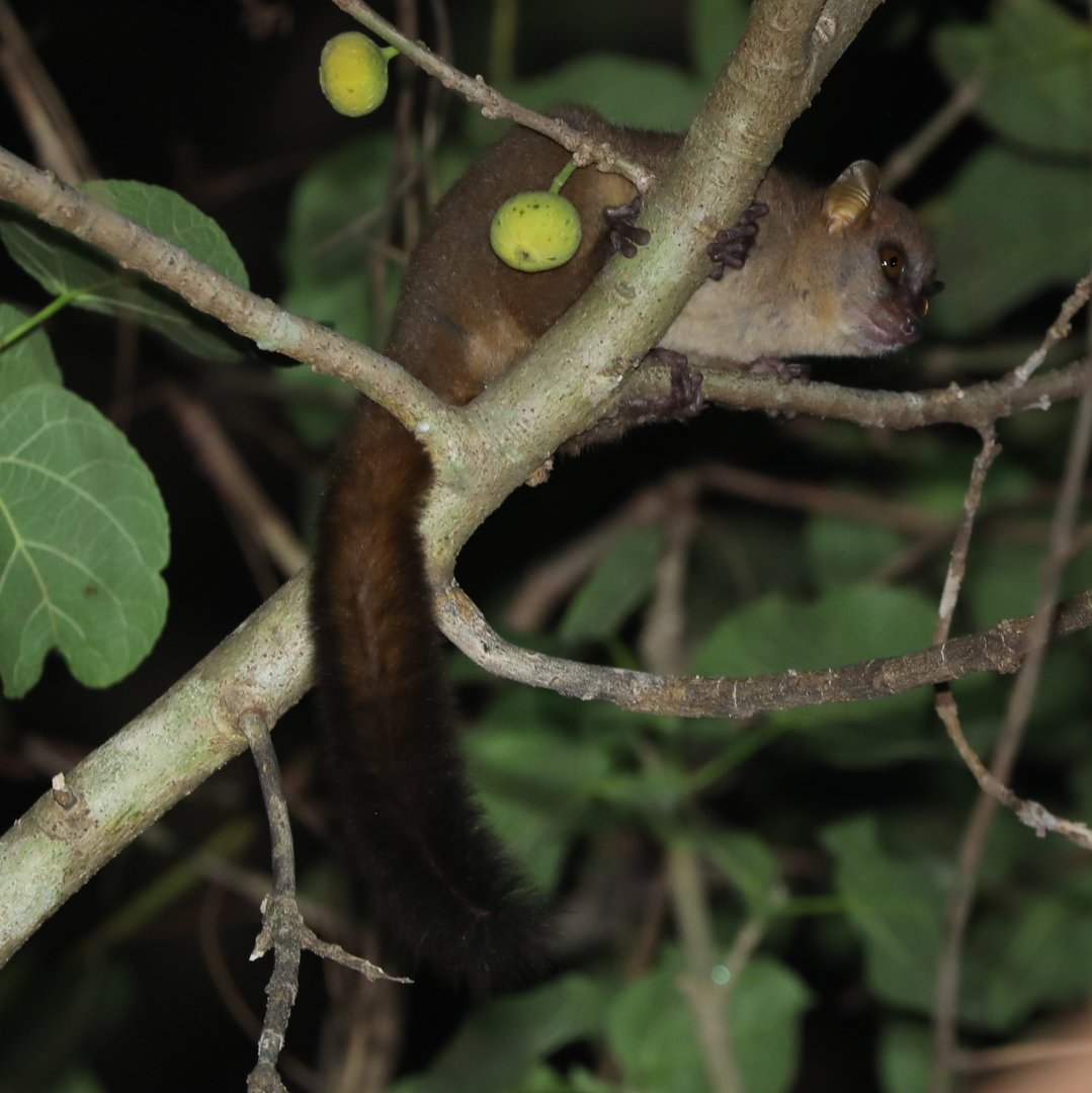 Northern Giant Mouse Lemur (Mirza zaza)
