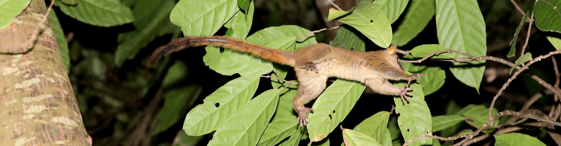 Northern Giant Mouse Lemur (Mirza zaza)