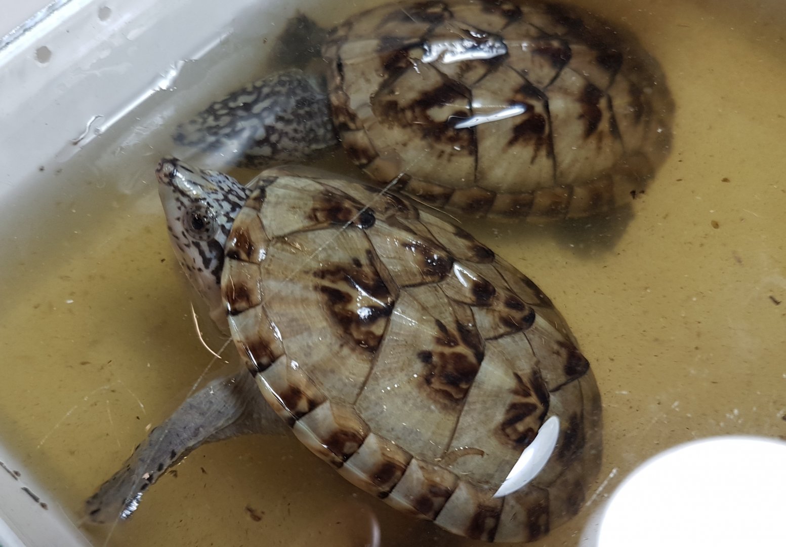 Northern giant musk turtles - Saurotypus triporcatus