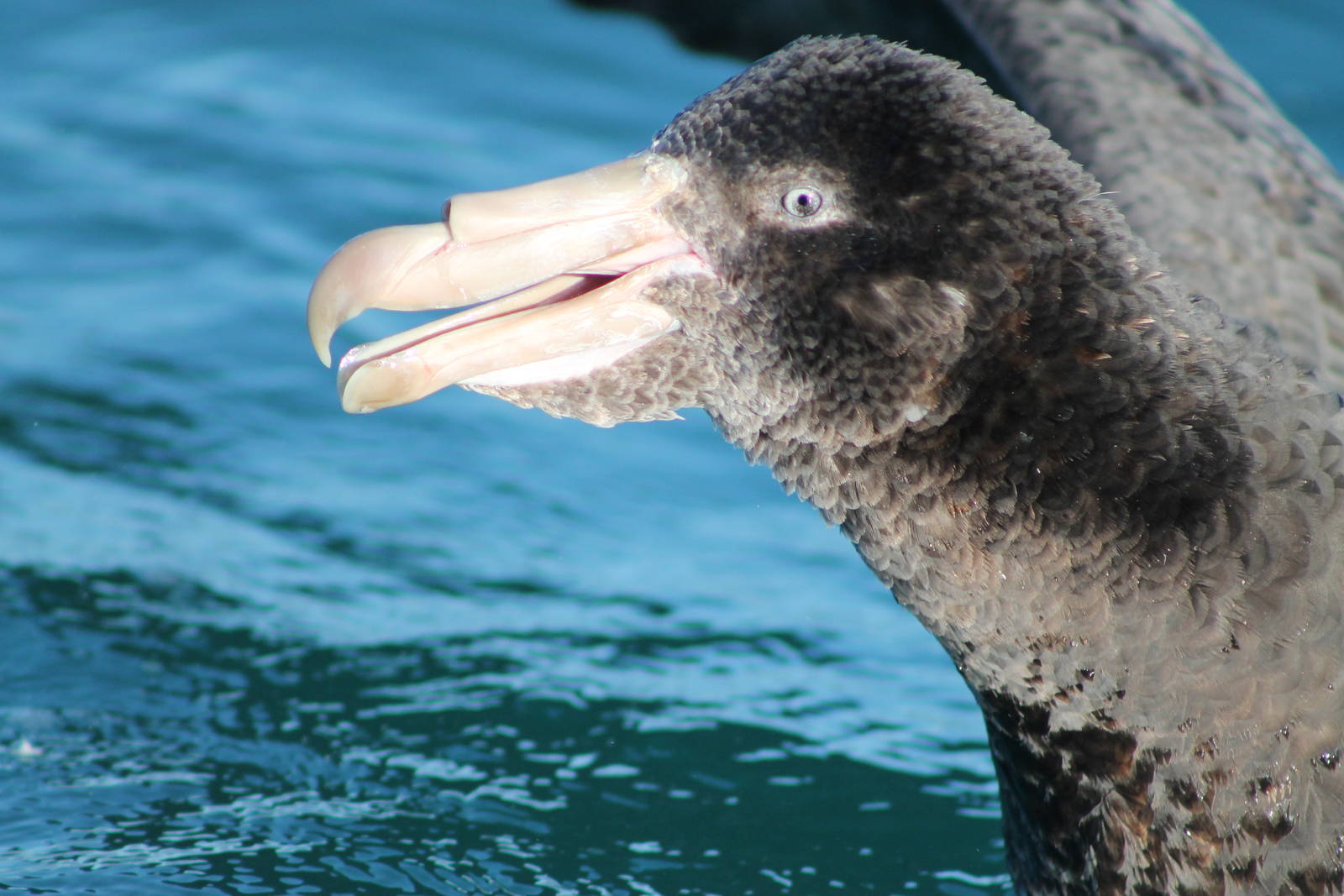 Northern giant petrel (Macronectes halli)