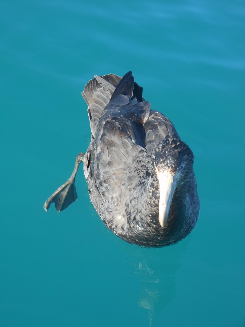 Northern Giant Petrel (Macronectes halli)